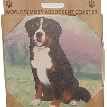 Bernese Mt. Dog Coaster Sq.