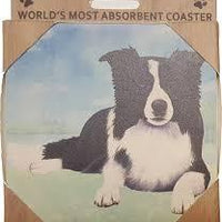Border Collie Coaster Sq.