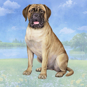 Bull Mastiff Coaster Sq.