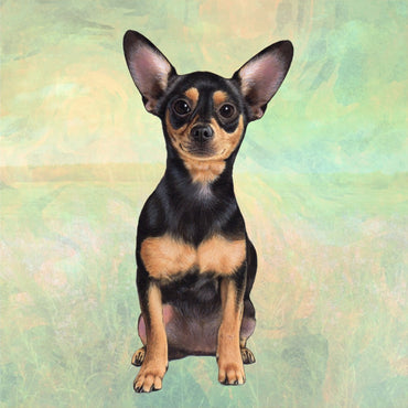 Chihuahua Black Coaster Sq.