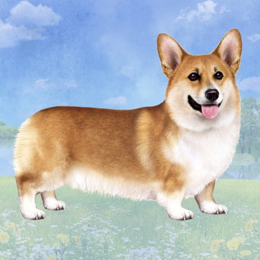 Welsh Corgi Coaster Sq.