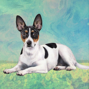 Rat Terrier Coaster Sq.