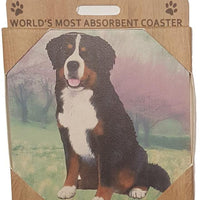Bernese Mt. Dog Coaster Sq.