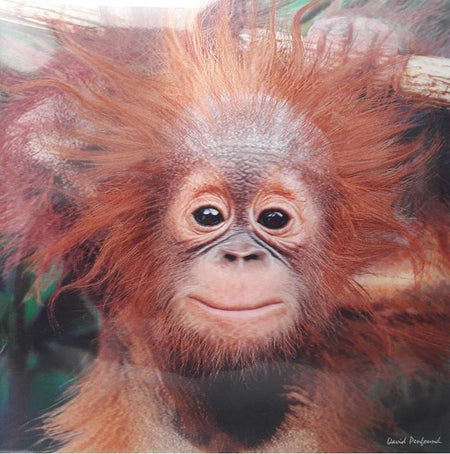 3D Greeting Card- Baby Orangutan