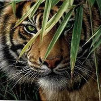 3D Greeting Card- Emerald Forest