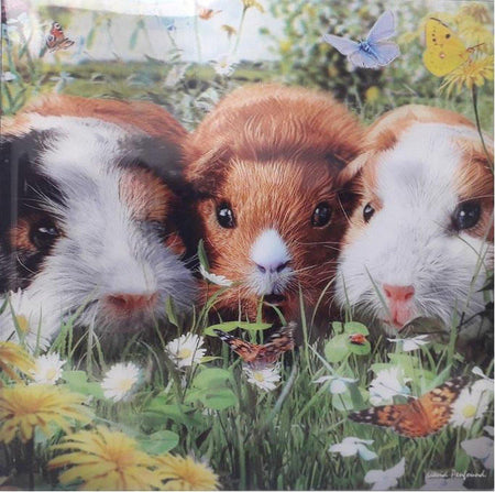 3D Greeting Card- Guinea Pigs