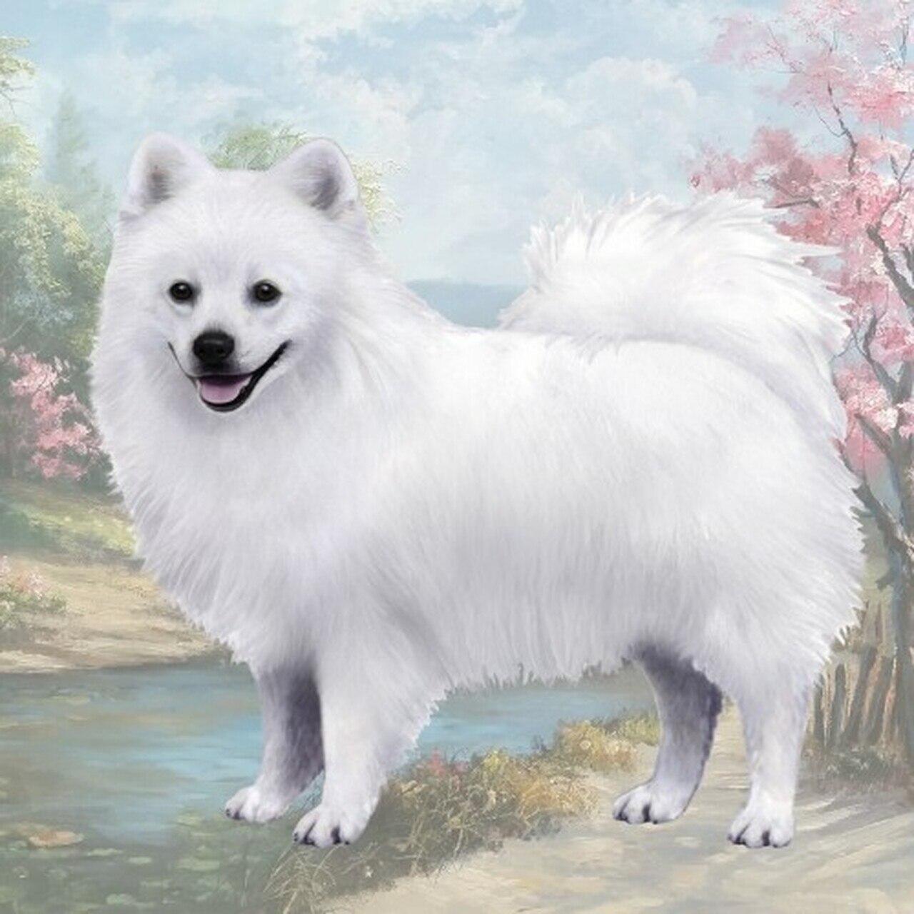 American Eskimo Coaster Sq.