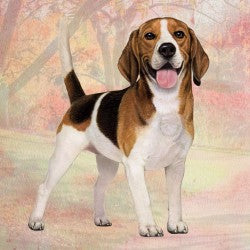 Beagle Coaster Sq.