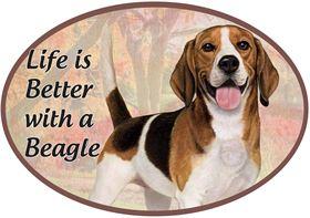 Beagle Car Magnet