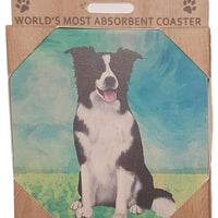 Border Collie Coaster Sq.
