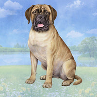 Bull Mastiff Coaster Sq.