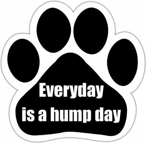 Everyday Is Hump Day Magnet