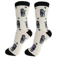 Labradoodle, Black Socks