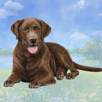 Chocolate Lab Coaster Sq.