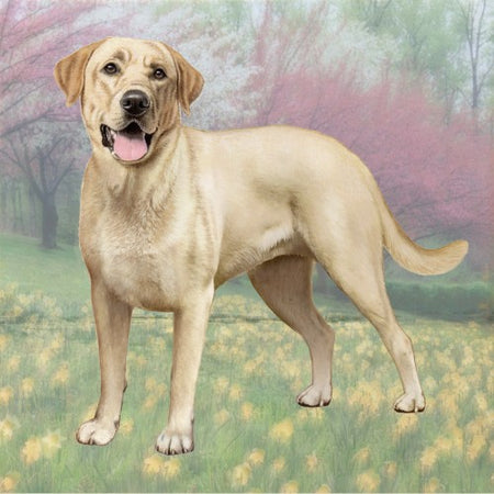 Yellow Lab Coaster Sq.