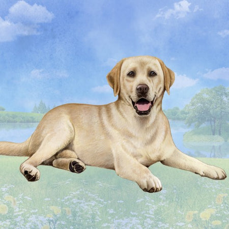 Yellow Lab Coaster Sq.