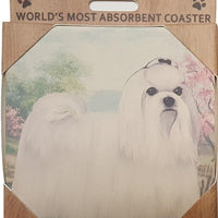 Maltese Coaster Sq.