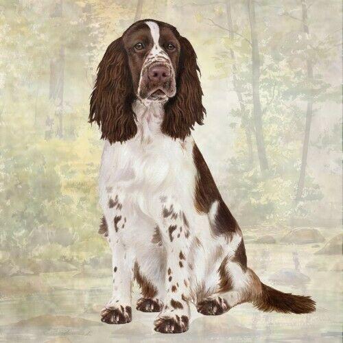 Springer Spaniel Coaster Sq.