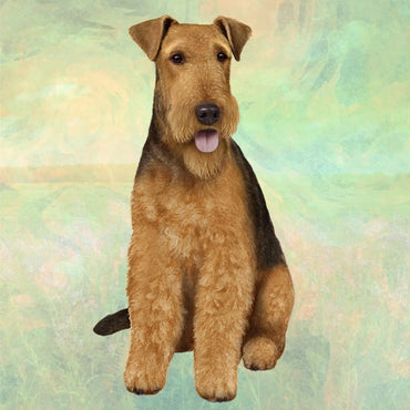Airedale Coaster Sq.