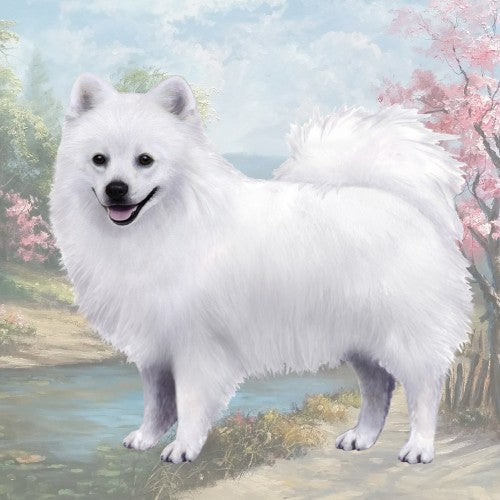 American Eskimo Coaster Sq.