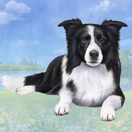 Border Collie Coaster Sq.