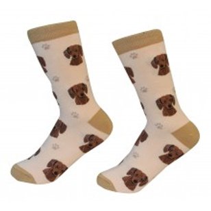 Dachshund,Red Socks