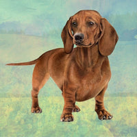 Dachshund Red Coaster Sq.