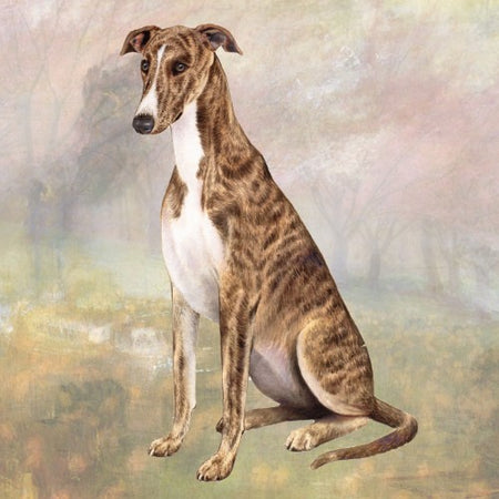 Greyhound Coaster Sq.