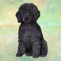 Black Poodle Coaster Square