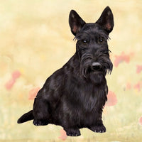 Scottiish Terrier Coaster Sq.