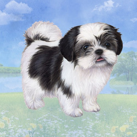 Shih Tzu Black & White Puppy Coaster Square